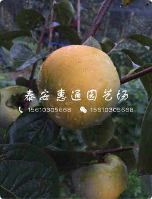 黑色柿子樹苗生產(chǎn)廠家 黑色柿子樹苗訂購(gòu)優(yōu)惠新聞