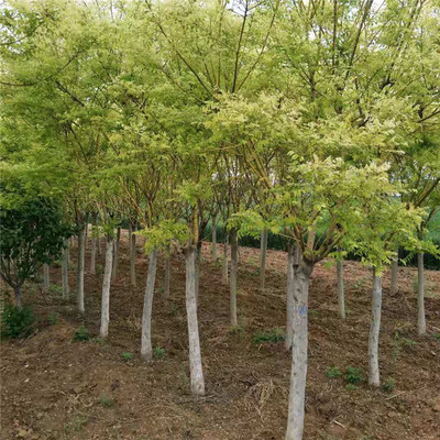 苗木基地 黃金槐 金枝國(guó)槐苗木 黃金槐苗木價(jià)格 規(guī)格齊全圖片_高清圖_細(xì)節(jié)圖