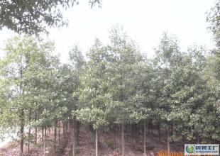 各種綠化樹苗,苗木,樟樹,桂花樹,鐵樹等_農(nóng)副產(chǎn)品_世界工廠網(wǎng)中國(guó)產(chǎn)品信息庫(kù)