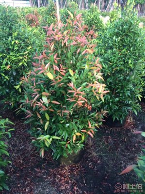 【江西綠化苗木袋苗紅車、農(nóng)戶種植】綠化苗木,價(jià)格,廠家,供應(yīng)商,花木,龍海市東泗興輝園藝場(chǎng) - 產(chǎn)品庫(kù)