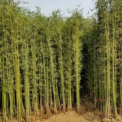 江蘇沭陽縣靚景園林苗木場(chǎng)