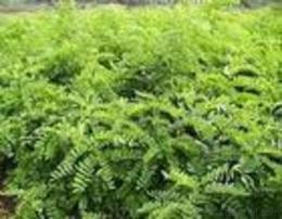 山西青源苗圃 產(chǎn)品中心