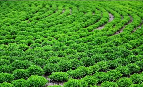 回鄉發展苗木產業,他用三年實現500萬效益