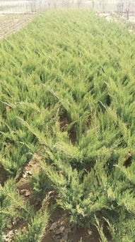 恭喜定州市盛大園林苗木基地入駐苗木通平臺(tái) 致力精品苗木