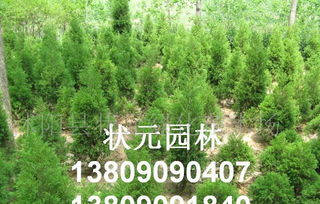 苗木 金葉女貞 紅葉小檗 龍柏 月季 紅葉石楠