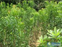 楊梅果苗楊梅果苗批發(fā)楊梅果苗價(jià)格楊梅果苗基地[供應(yīng)]_綠化苗木_世界工廠網(wǎng)中國(guó)產(chǎn)品信息庫(kù)