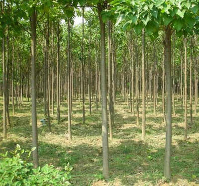 楸樹(shù)_苗木產(chǎn)品圖片