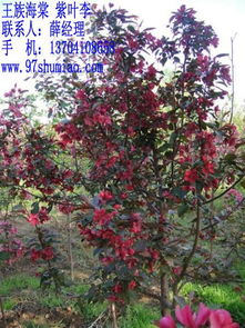 3公分王族海棠價(jià)格遼寧個(gè)體批發(fā)