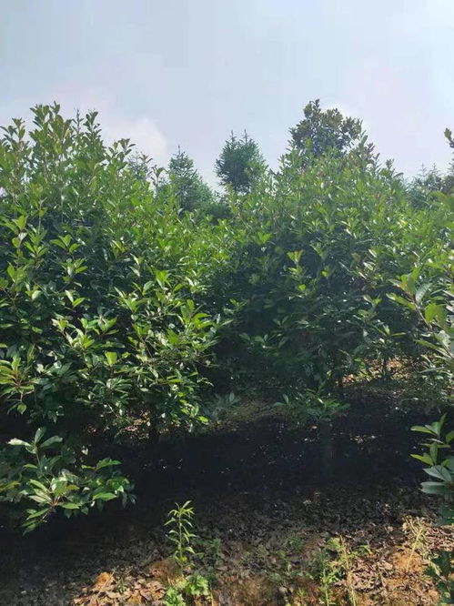 恭喜武漢美景匯苗木專業(yè)合作社入駐苗木通平臺(tái) 致力精品苗木發(fā)展