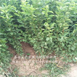 新聞 韶關(guān)武江西梅女神樹苗廠家