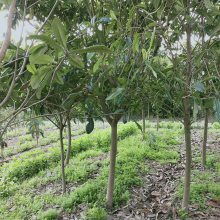 東臺市新街鎮勤茂園林苗木園