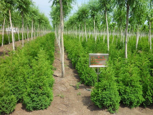 這7點,幫你看準苗木行業新形勢