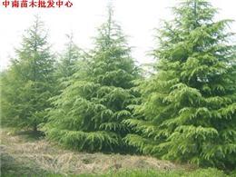 花木產品|苗木圖片