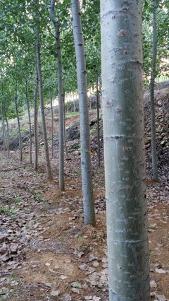 速生楊苗木 特點(diǎn)、栽培與管理