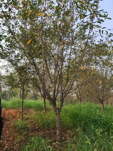 賀萬順苗木種植園入駐苗木通，專注優質苗木之路