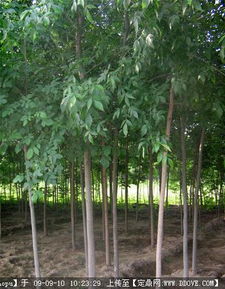 園林綠化產業全鏈條服務 苗木供應、資材采購與信息交流平臺