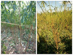 煙富3蘋果苗自產自銷 品質保障與市場前景