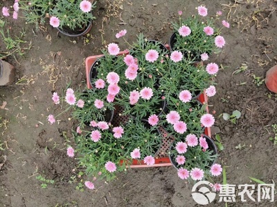 瑪格麗特花苗木基地直銷 高品質工程苗，私享優惠報價