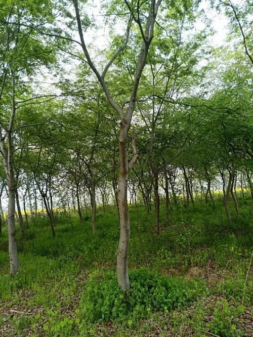 追求客戶滿意，打造苗木精品——祝賀肥西永和苗木入駐苗木通