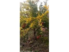 絳縣森之泉苗木種植專業(yè)合作社 優(yōu)質(zhì)苗木，綠色生態(tài)的守護(hù)者