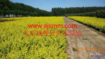 北京通州300畝苗圃 大量供應(yīng)金葉女貞及30余種苗木，專業(yè)承接各類綠化工程