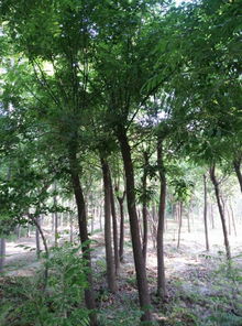 公司苗木產(chǎn)業(yè)發(fā)展與市場(chǎng)前景